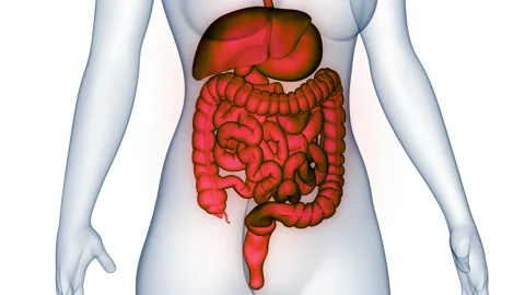 Human Digestive System Anatomy Animation Concept Vídeos de archivo 150136170