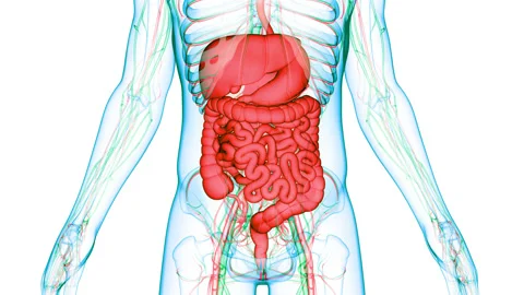 Human Digestive System Anatomy Animation Concept Видео 150136335