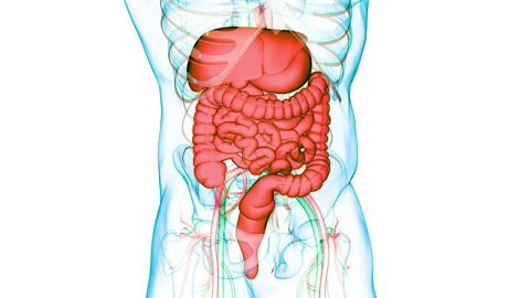 Human Digestive System Anatomy Animation Concept Stock Footage 150136357