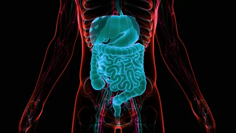Human Digestive System Anatomy Animation Concept Stock Footage 150136412