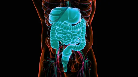 Human Digestive System Anatomy Animation Concept Stock Footage 150136445