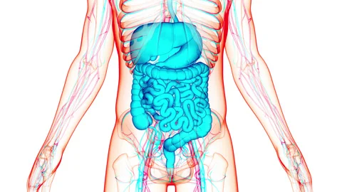 Human Digestive System Anatomy Animation Concept 库存影片 150136680