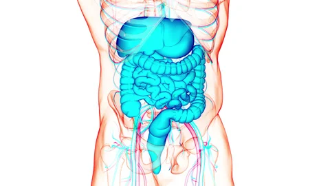 Human Digestive System Anatomy Animation Concept Vídeos de archivo 150136951