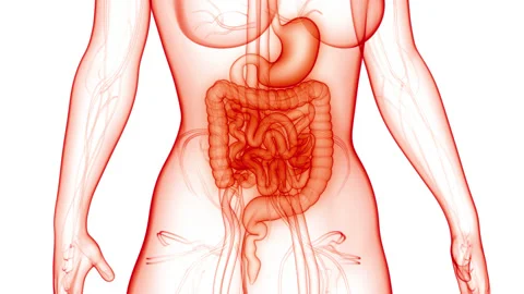 Human Digestive System Anatomy Animation Concept 库存影片 156179955