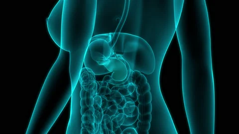 Human Digestive System Anatomy Animation Concept Vidéo 158631401