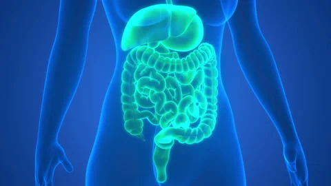Human Digestive System Anatomy Animation Concept Stock Footage 158631721