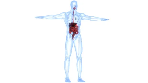 Human Digestive System Anatomy Animation Concept Vídeos de archivo 161052139