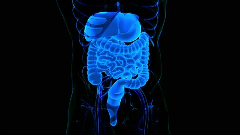 Human Digestive System Anatomy Animation Concept 스톡 동영상 161052751