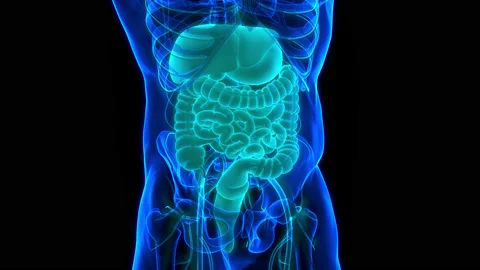 Human Digestive System Anatomy Animation Concept 動画素材 161052838