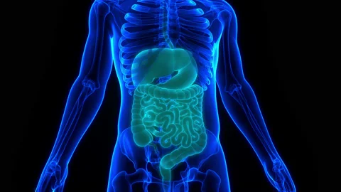 Human Digestive System Anatomy Animation Concept Vidéo 161052865