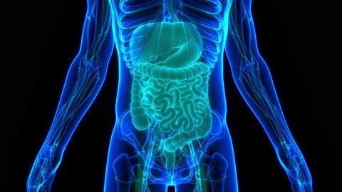 Human Digestive System Anatomy Animation Concept Stock Footage 161052870