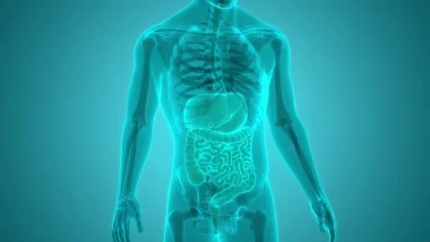 Human Digestive System Anatomy Animation Concept 库存影片 161053256