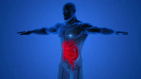 Human Digestive System Anatomy Animation Concept Stock-Footage 163964446