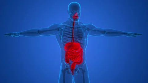 Human Digestive System Anatomy Animation Concept Stock Footage 163965966