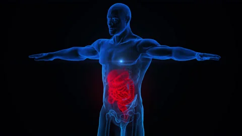 Human Digestive System Anatomy Animation Concept Video stock 163966137