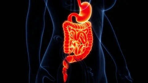 Human Digestive System Anatomy Animation Concept 库存影片 165814751