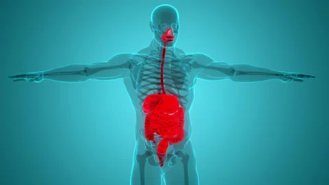 Human Digestive System Anatomy Animation Concept 스톡 동영상 165815158