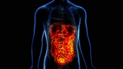 Human Digestive System Anatomy Animation Concept Видео 169632121