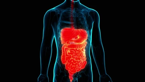 Human Digestive System Anatomy Animation Concept Video stock 169633888