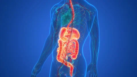 Human Digestive System Anatomy Animation Concept Stock-Footage 169635721