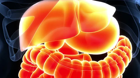 Human Digestive System Anatomy Animation Concept 動画素材 169636241
