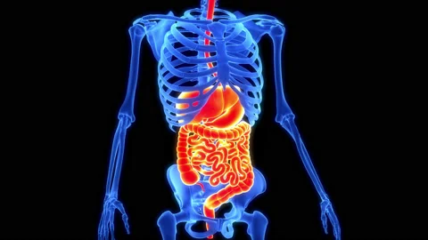 Human Digestive System Anatomy Animation Concept 库存影片 169638166