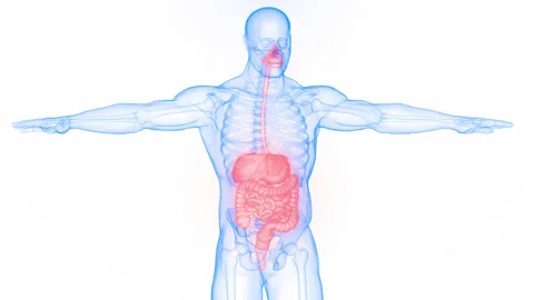 Human Digestive System Anatomy Animation Concept Видео 200858817