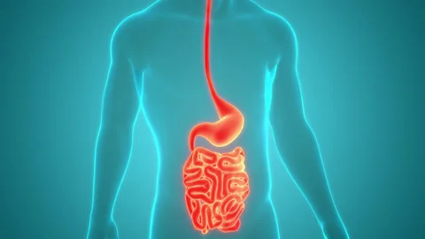 Human Digestive System Anatomy Animation Stock Video Pond5 Human Digestive System Anatomy Animation Stock Video Pond5