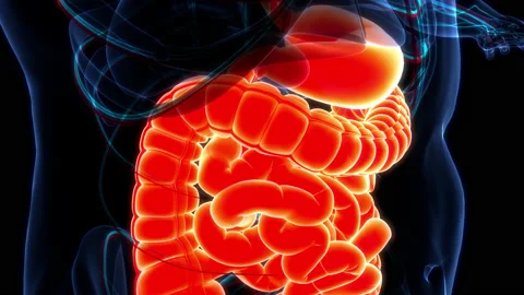 Human Digestive System Anatomy Animation Concept Stock Footage 200859141
