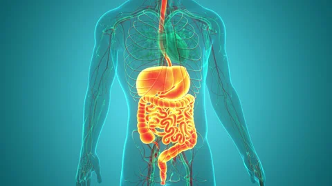 Human Digestive System Anatomy Animation Concept Stock Footage 200869703