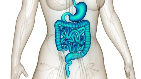 Human Digestive System Anatomy Animation Concept Stock Footage 200933959