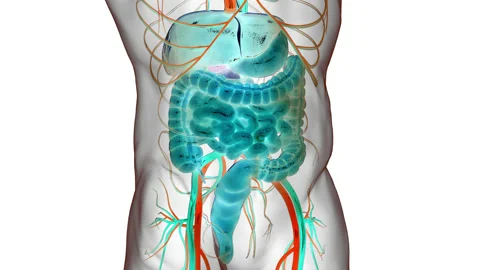 Human Digestive System Anatomy Animation Concept Stock Footage 210154427