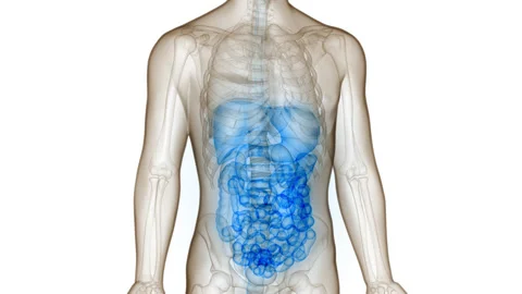 Human Digestive System Anatomy Animation Concept Stock Footage 210155552