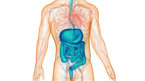 Human Digestive System Anatomy Animation Concept Stock Footage 210157119