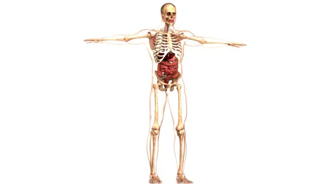 Human Digestive System Anatomy Animation Concept 動画素材 210159674