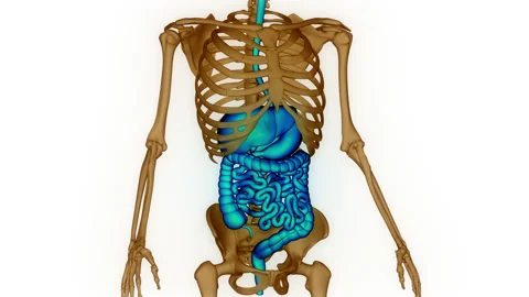 Human Digestive System Anatomy Animation Concept Stock Footage 210160011