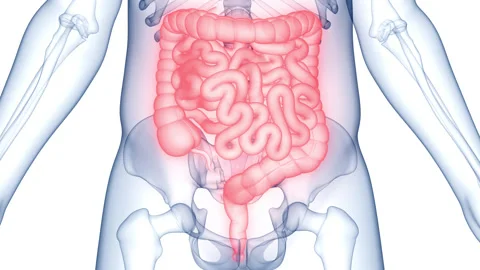 Human Digestive System Anatomy Animation Concept Stock Footage 210180051