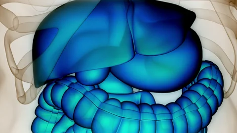 Human Digestive System Anatomy Animation Concept Stock Footage 211282495