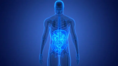 Human Digestive System Anatomy Animation Concept Stock Footage 240733512