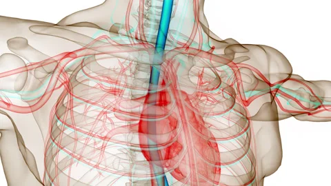 Human Digestive System Anatomy Animation Concept 動画素材 240738779