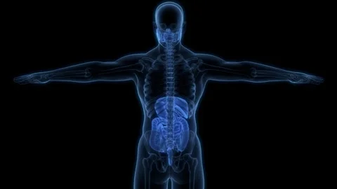 Human Digestive System Anatomy Animation Stock Video Pond5 Human Digestive System Anatomy Animation Stock Video Pond5