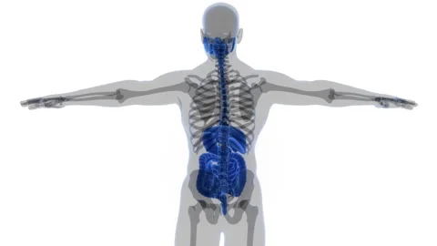 Human Digestive System Anatomy Animation Concept Stock Footage 249434035