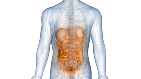 Human Digestive System Anatomy Animation Concept Stock-Footage 250441836