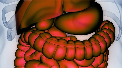 Human Digestive System Anatomy Animation Concept Video stock 264883135