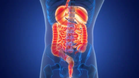 Human Digestive System Anatomy Animation Concept Stock Footage 264941083