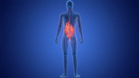 Human Digestive System Anatomy Animation Concept Video stock 266515158