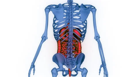 Human Digestive System Anatomy Animation Concept Stock Footage 266519233