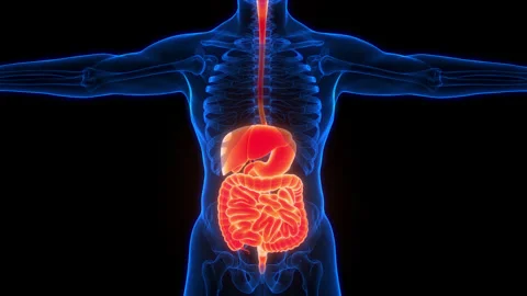 Human Digestive System Anatomy Animation Concept 스톡 동영상 266525016