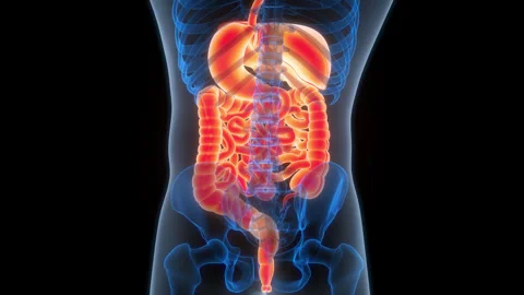 Human Digestive System Anatomy Animation Concept 스톡 동영상 266527333