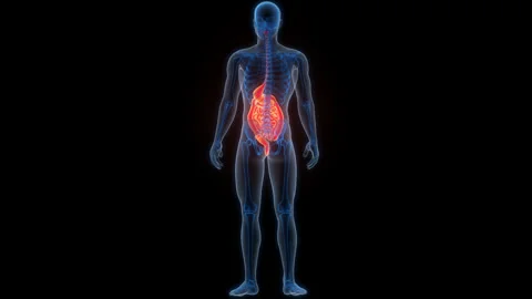 Human Digestive System Anatomy Animation Concept 스톡 동영상 266529297